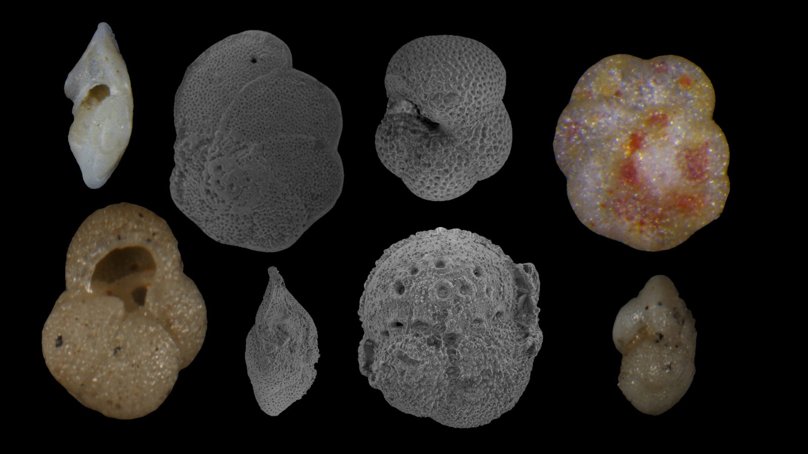 King et al 2020 Caribbean Oligo Miocene planktonic foraminiferal biostratigraphy Paper Review