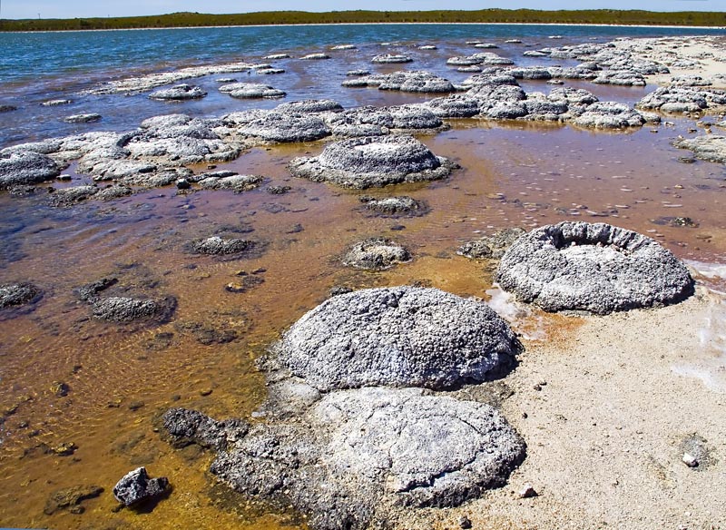 Living colony of stromatolites at Lake Thetis near Cervantes Western Australia Photo By Ruth Ellison CC BY 2 0